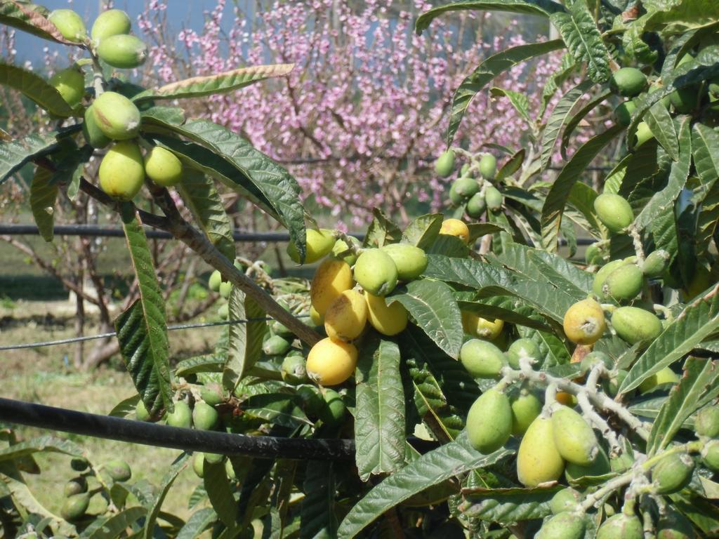 San Fratello Stella Di Siciliaヴィラ エクステリア 写真